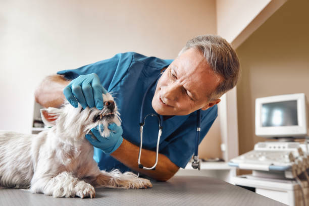 Best Pediatric Emergency Dentist in Sherwood, OH